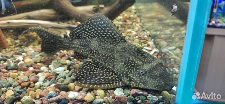 Аквариумные рыбки