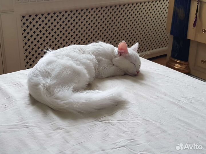 Вязка с котом турецкая ангора бесплатно