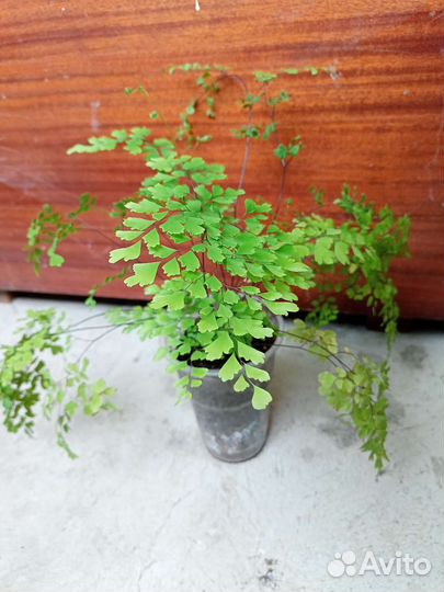 Венерин волос