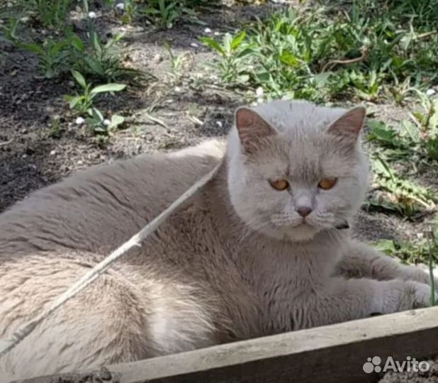 Отдам кошку