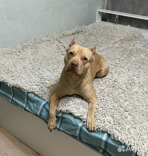 Питбультерьер вязка