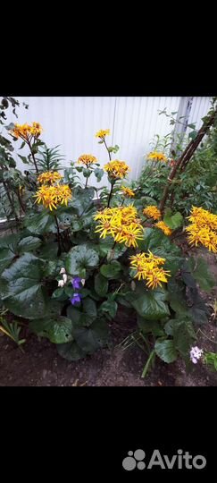 Бузульник. Дармера