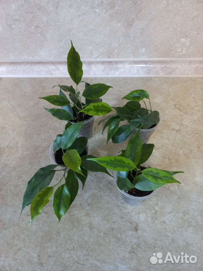 Фикус Анастасия