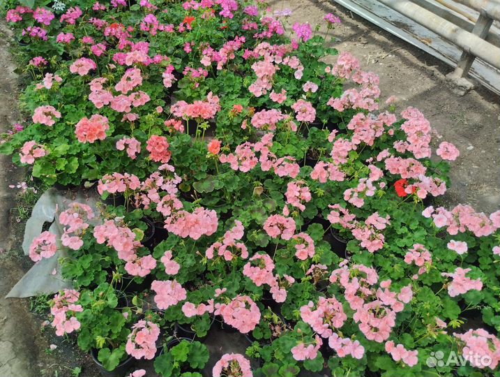 Петунии и Герань