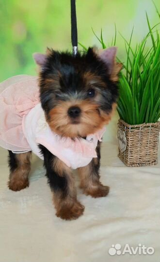 Продаю красивых девочек