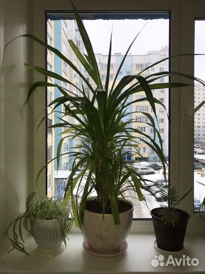 Панданус комнатное растение