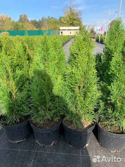 Туя смарагд 40-60 см