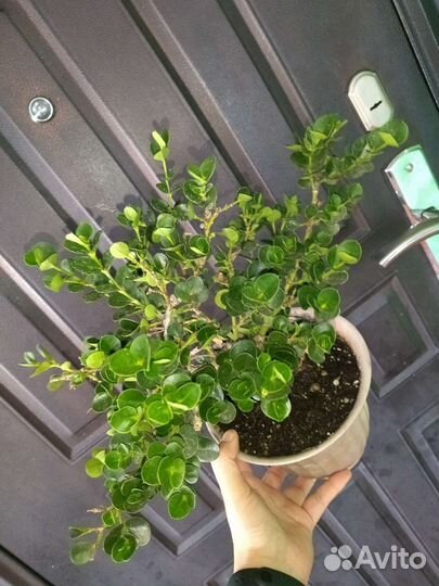 Карисса крупноплодная