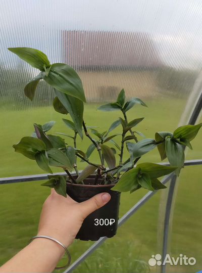 Традесканция, сансевиерия