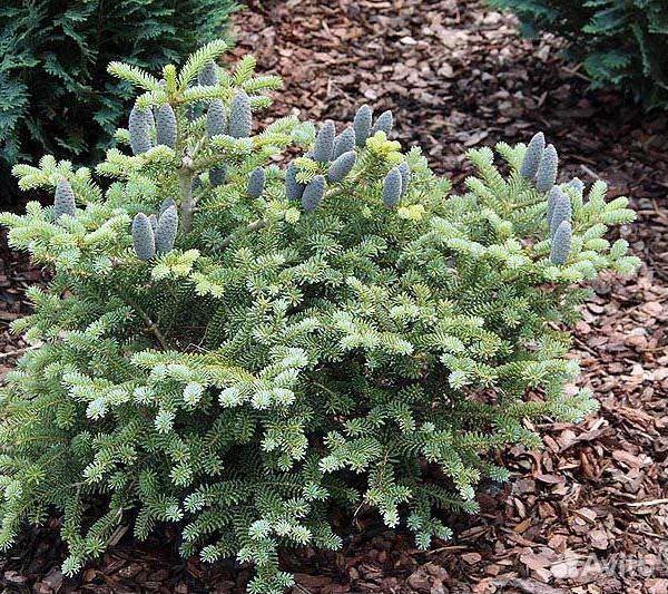 Пихта Блю Эмперор