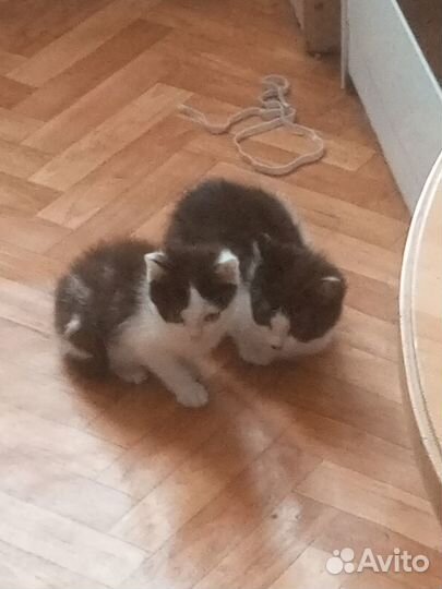 Кошки бесплатно