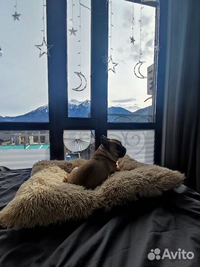 Лежанка для собак новые