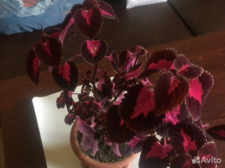 Цветы комнатные