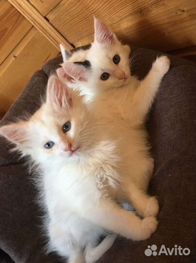 Малышки ищут дом