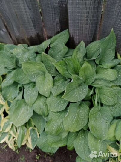 Хоста Обскура