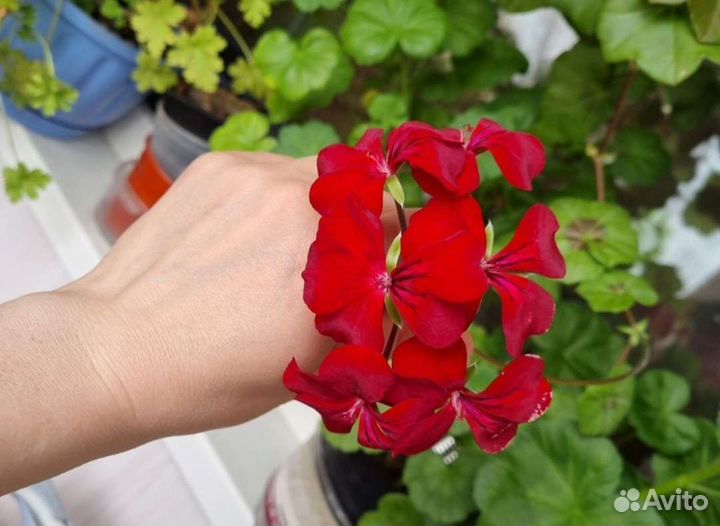 Пеларгония плющелистная герань сортовая