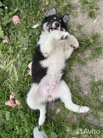 Метис бордер колли