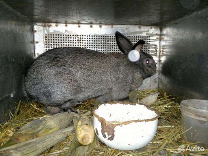 Кролики (самцы, самки)