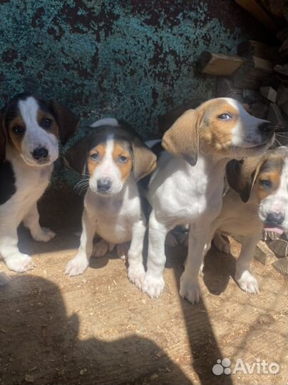 Щенки русской пегой гончей