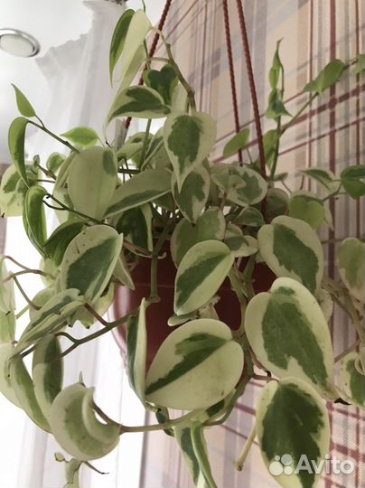 Комнатные цветы