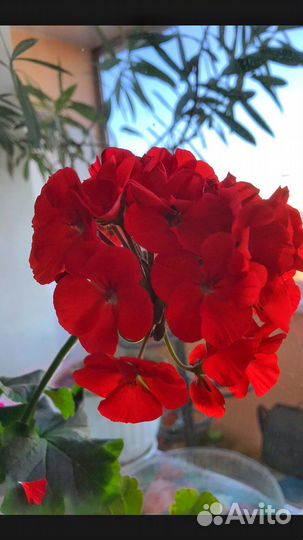 Пеларгония