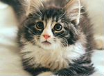 Пушистые чудо- котенок Анжей, 2 мес