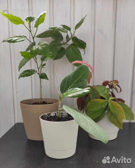 Комнатные растения. Набор