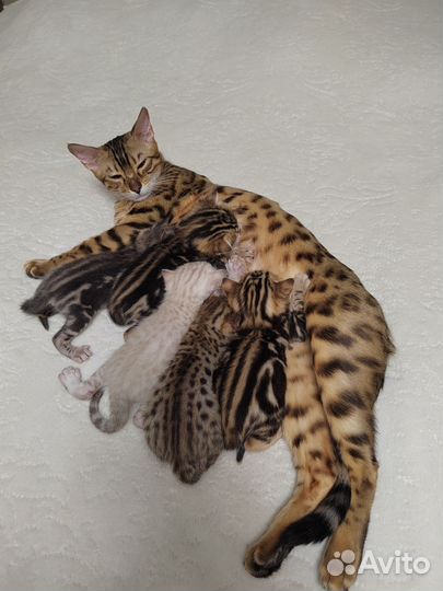 Бенгальская кошка