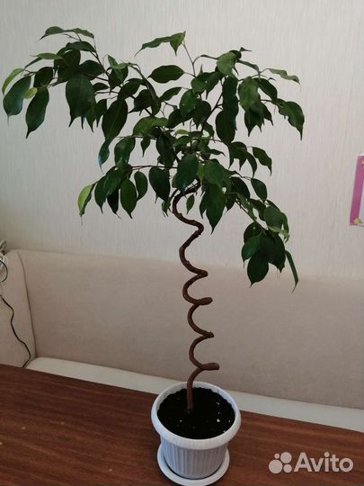 Фикус бенджамина спираль