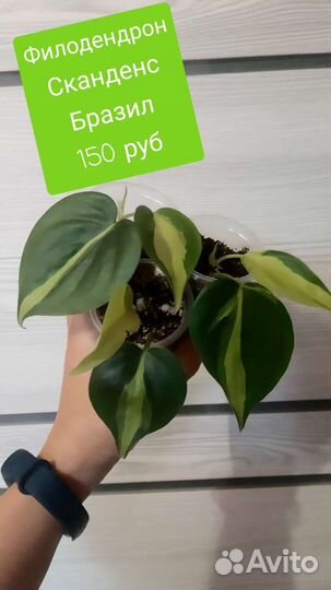 Сциндапсус эпипремнум