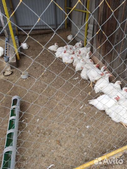 Куры бройлеры и индюшатина на мясо