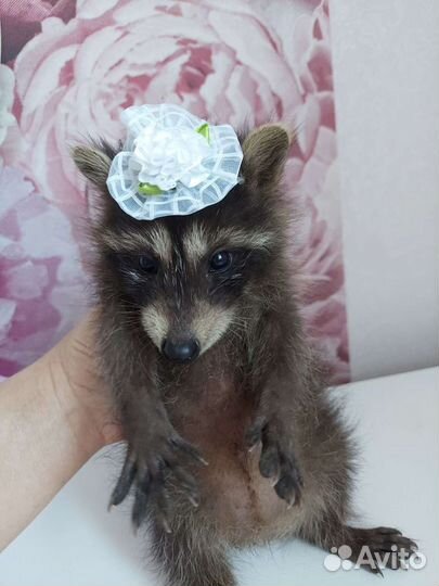 Енот