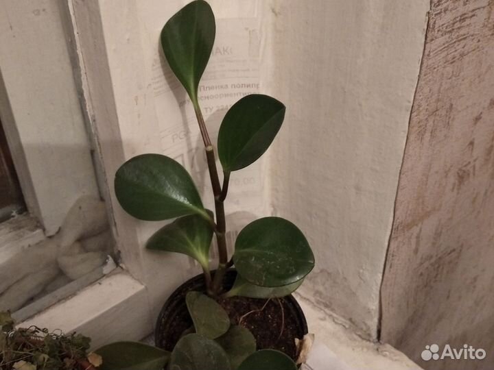 Пеперомия туполистная