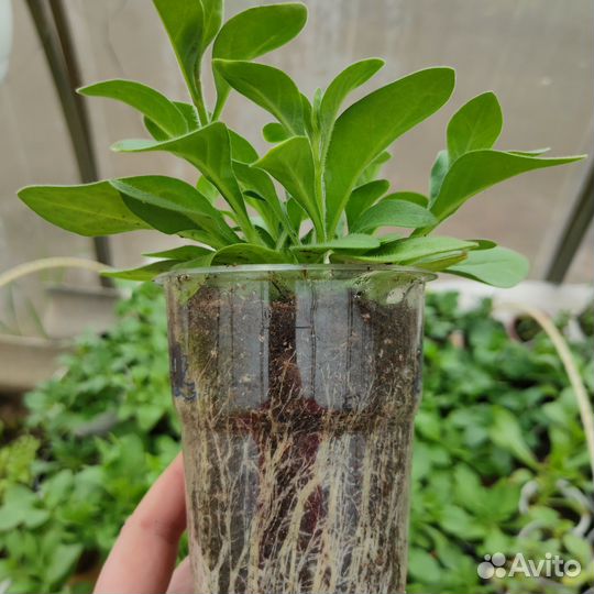 Петунья, лобелия(синяя), вербейник монетчатый