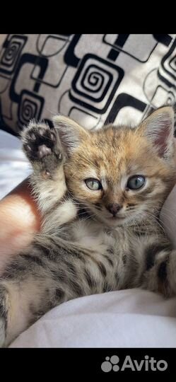 Котенок в добрые руки