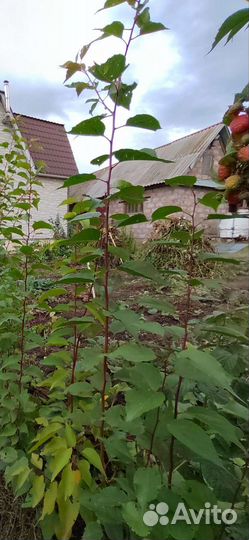 Саженцы абрикоса