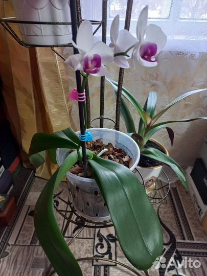 Орхидея фаленопсис