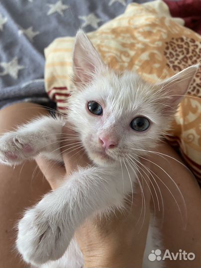 Котенок (котик)