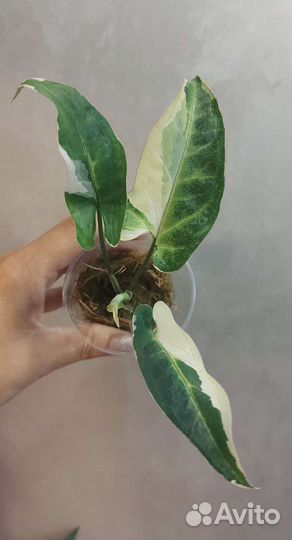 Сингониумы