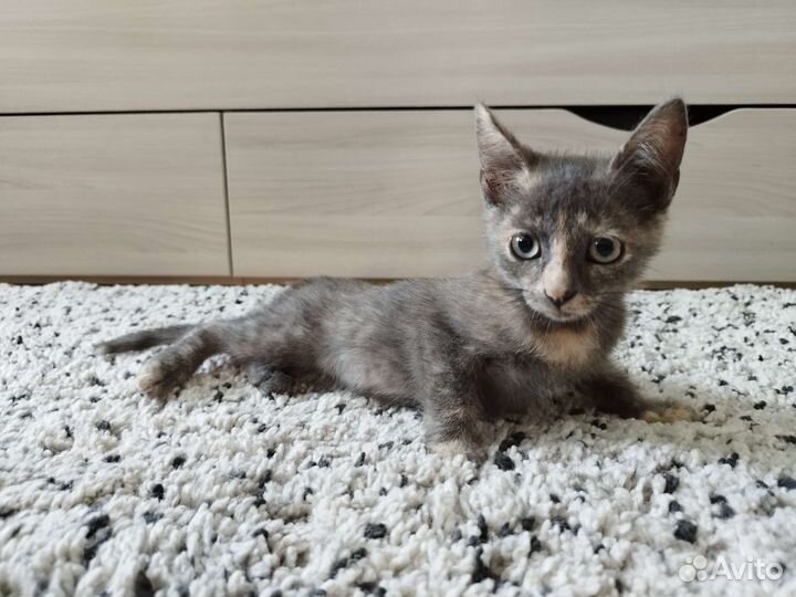 Кошки в добрые руки