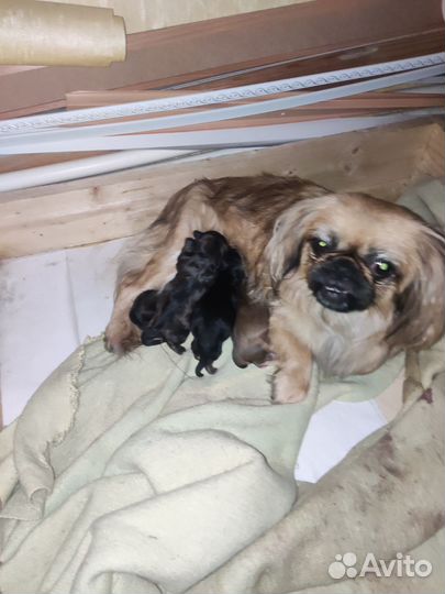 Щенки пекинеса