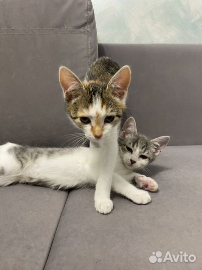 Отдам котят в добрые руки