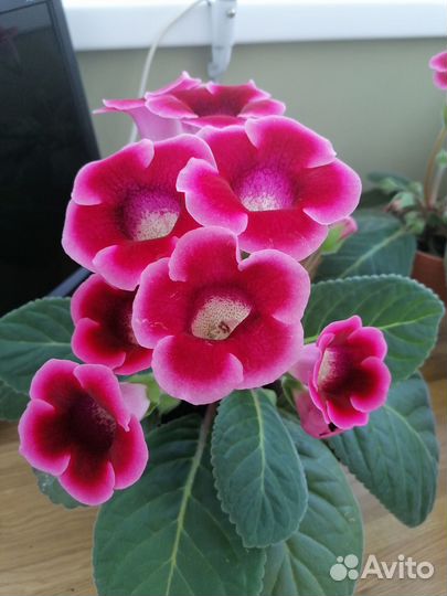 Укорененный лист глоксинии