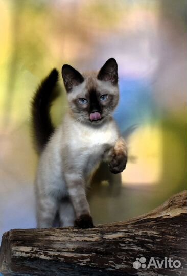 Снежная бенгальская