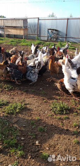 Куры молодки несушки