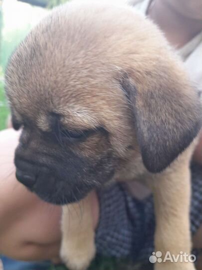 Щенки метисы мопса