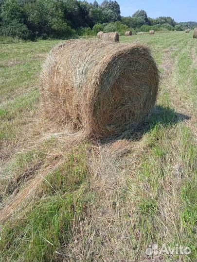 Продам сено в рулонах