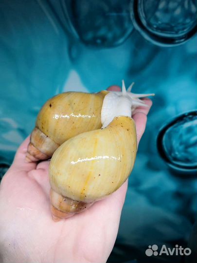 Улитки ахатины, тараканы, чайный гриб