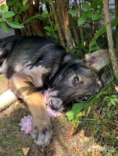 Щенок в добрые руки бесплатно
