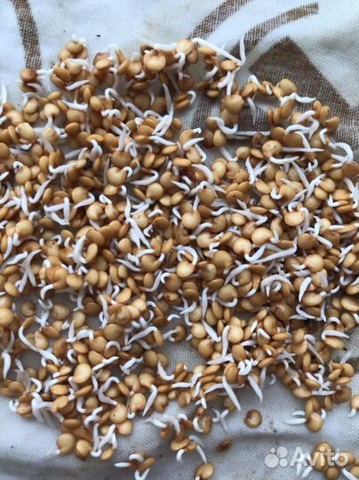 Семена Сортовых Баклажан 2 сорта